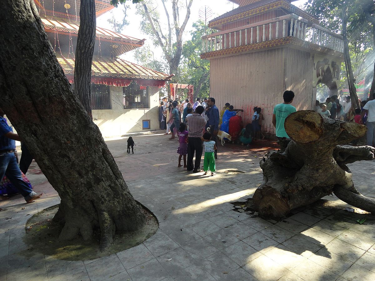 ६४ वर्ष पछि फेला पर्यो अनौठो चरा, आधा मानिस, आधा पंक्षी !