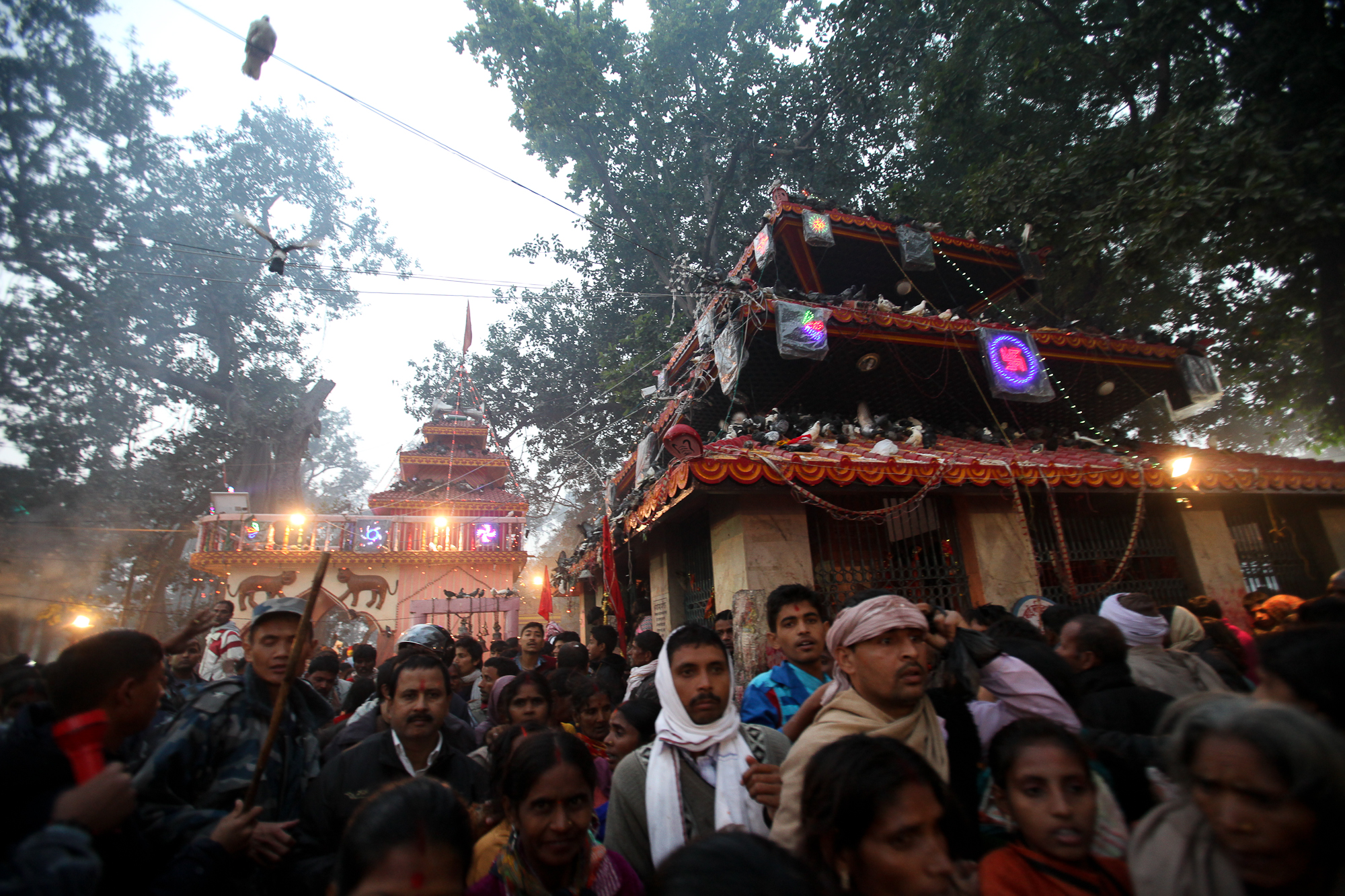६४ वर्ष पछि फेला पर्यो अनौठो चरा, आधा मानिस, आधा पंक्षी !
