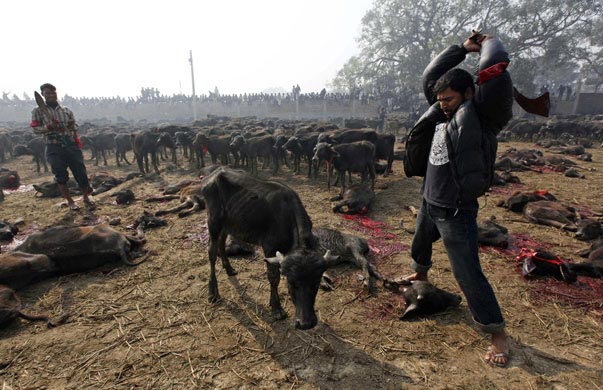 ६४ वर्ष पछि फेला पर्यो अनौठो चरा, आधा मानिस, आधा पंक्षी !