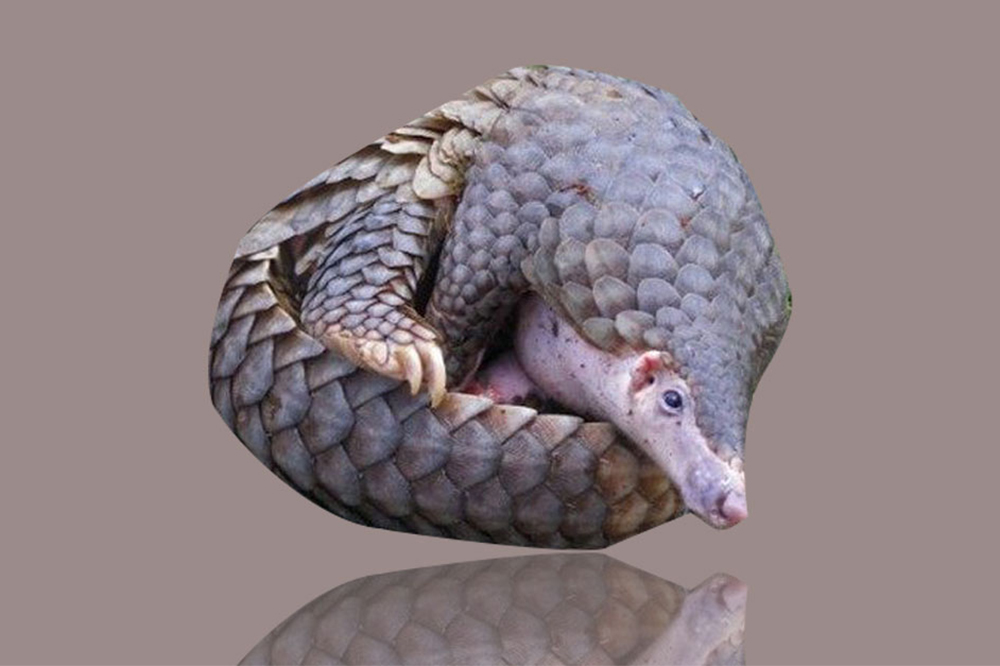 ६४ वर्ष पछि फेला पर्यो अनौठो चरा, आधा मानिस, आधा पंक्षी !