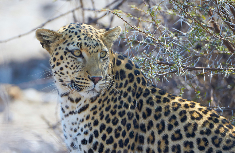 ६४ वर्ष पछि फेला पर्यो अनौठो चरा, आधा मानिस, आधा पंक्षी !