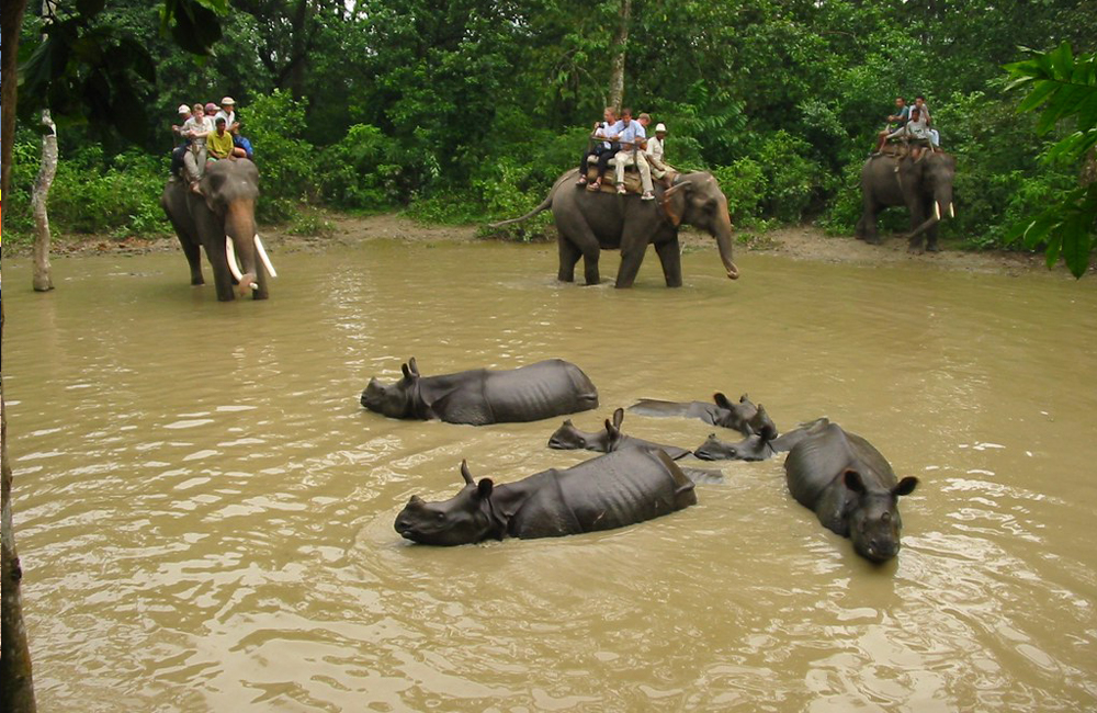 ६४ वर्ष पछि फेला पर्यो अनौठो चरा, आधा मानिस, आधा पंक्षी !
