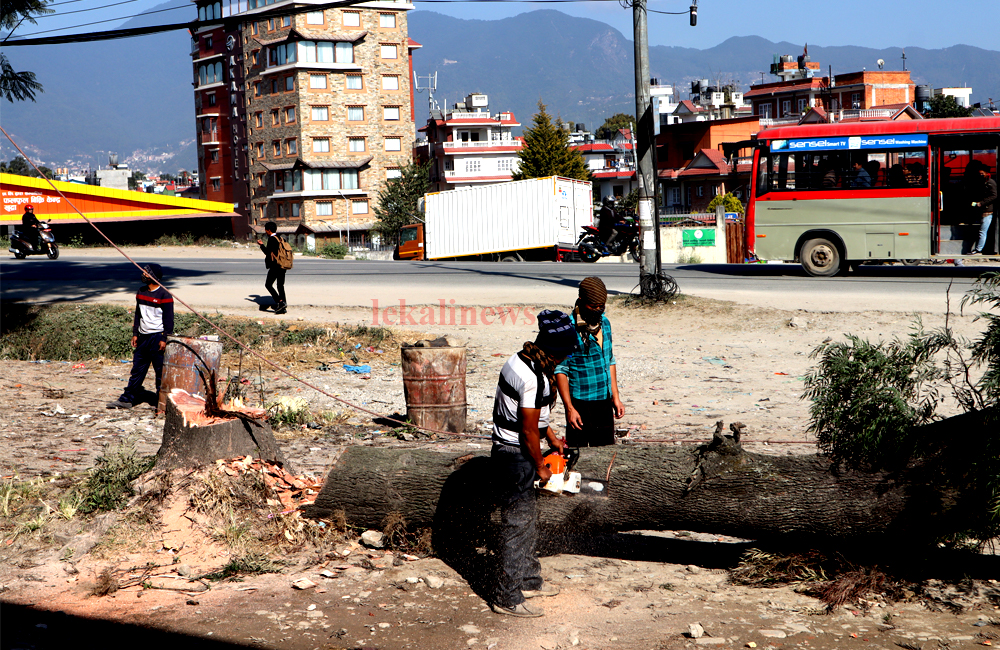६४ वर्ष पछि फेला पर्यो अनौठो चरा, आधा मानिस, आधा पंक्षी !
