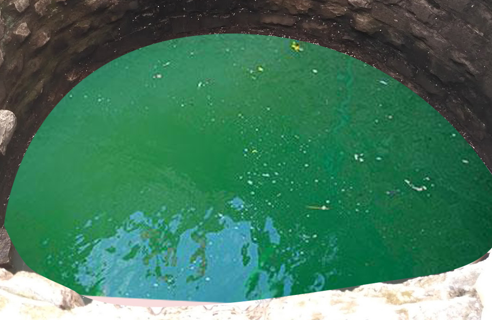 ६४ वर्ष पछि फेला पर्यो अनौठो चरा, आधा मानिस, आधा पंक्षी !