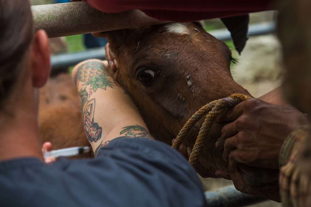 ६४ वर्ष पछि फेला पर्यो अनौठो चरा, आधा मानिस, आधा पंक्षी !