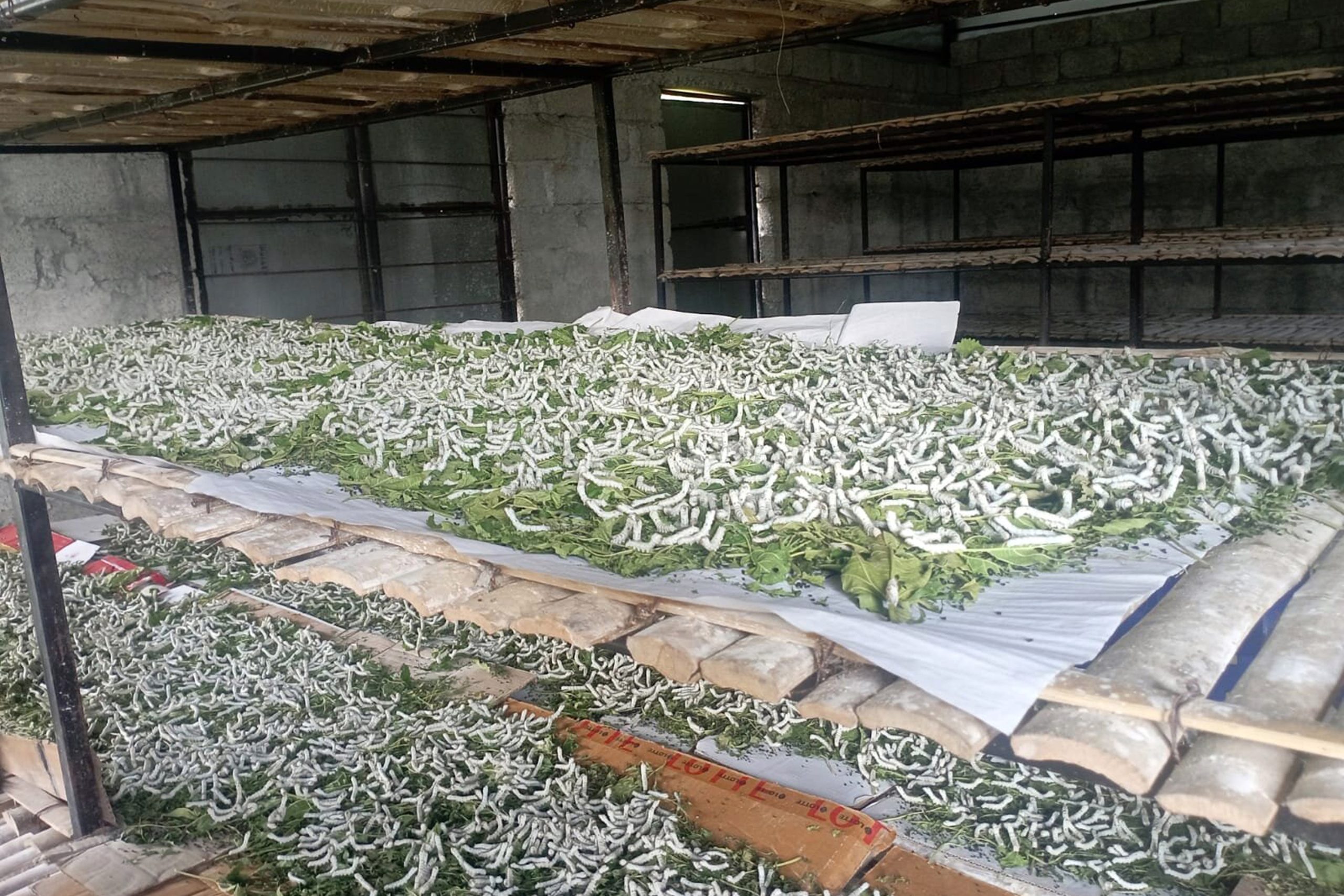 ६४ वर्ष पछि फेला पर्यो अनौठो चरा, आधा मानिस, आधा पंक्षी !