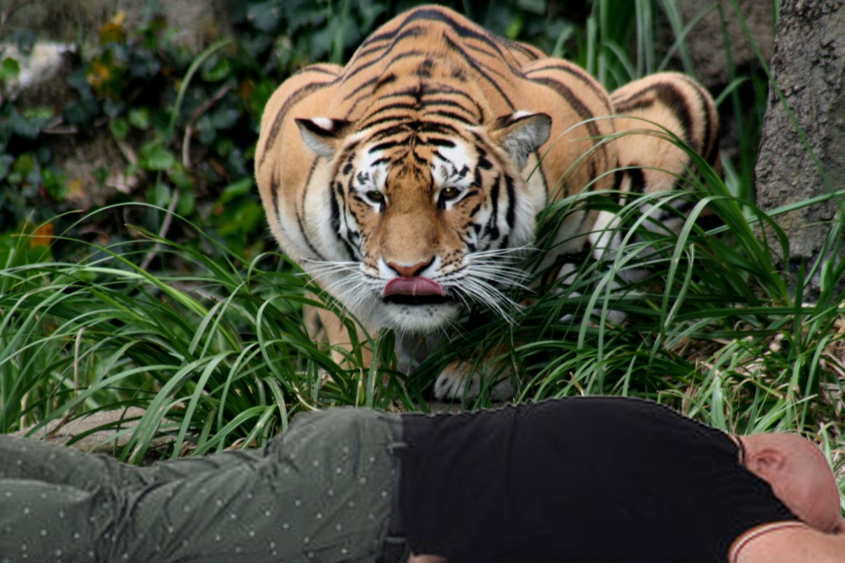 ६४ वर्ष पछि फेला पर्यो अनौठो चरा, आधा मानिस, आधा पंक्षी !