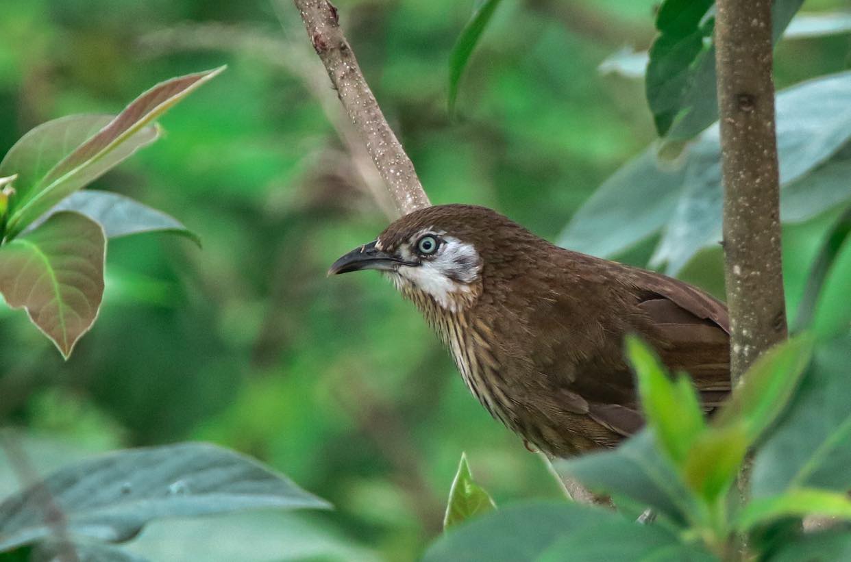 ६४ वर्ष पछि फेला पर्यो अनौठो चरा, आधा मानिस, आधा पंक्षी !