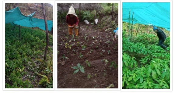 ६४ वर्ष पछि फेला पर्यो अनौठो चरा, आधा मानिस, आधा पंक्षी !