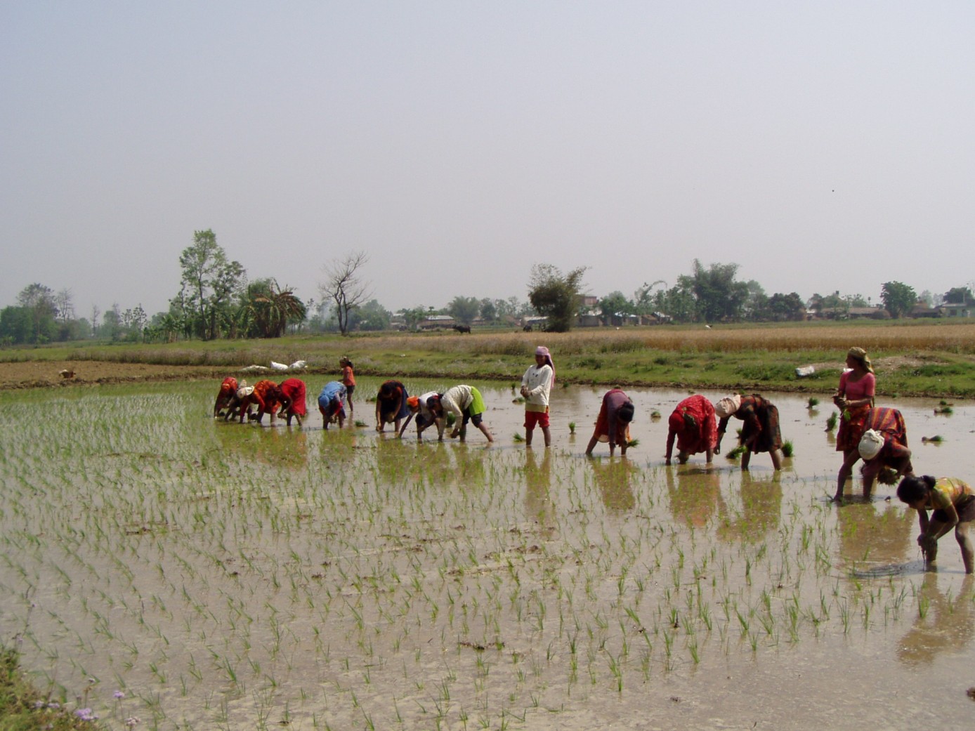 ६४ वर्ष पछि फेला पर्यो अनौठो चरा, आधा मानिस, आधा पंक्षी !
