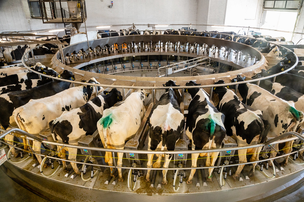 ६४ वर्ष पछि फेला पर्यो अनौठो चरा, आधा मानिस, आधा पंक्षी !