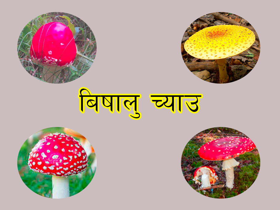 ६४ वर्ष पछि फेला पर्यो अनौठो चरा, आधा मानिस, आधा पंक्षी !