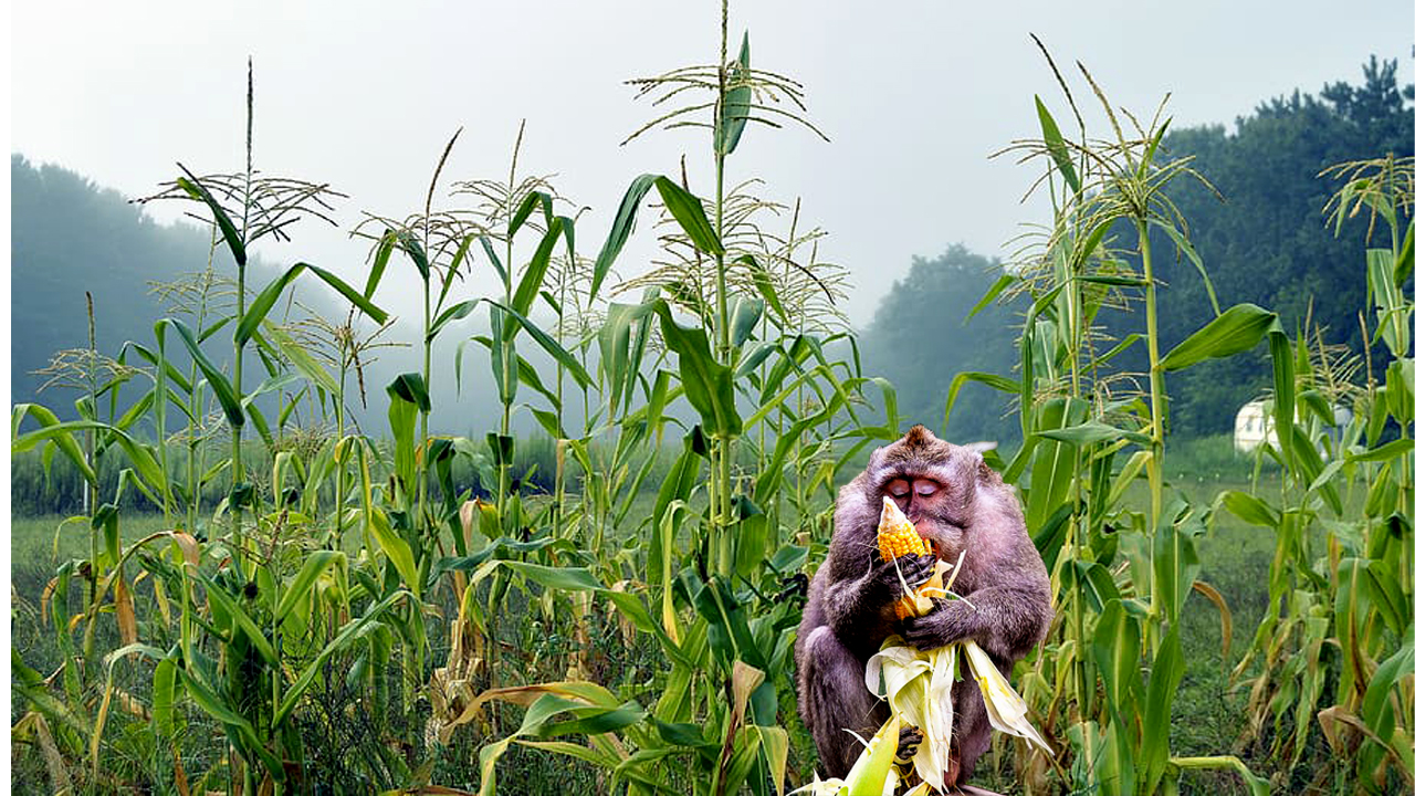 ६४ वर्ष पछि फेला पर्यो अनौठो चरा, आधा मानिस, आधा पंक्षी !