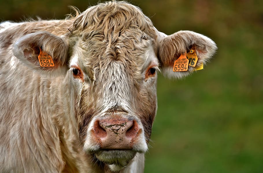 ६४ वर्ष पछि फेला पर्यो अनौठो चरा, आधा मानिस, आधा पंक्षी !