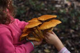 ६४ वर्ष पछि फेला पर्यो अनौठो चरा, आधा मानिस, आधा पंक्षी !