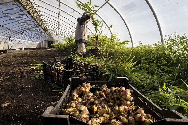 ६४ वर्ष पछि फेला पर्यो अनौठो चरा, आधा मानिस, आधा पंक्षी !