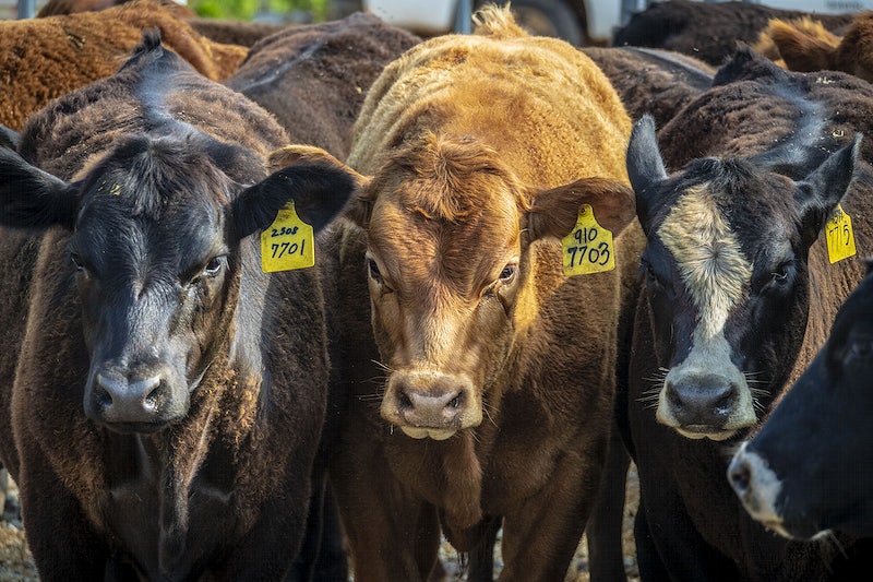 ६४ वर्ष पछि फेला पर्यो अनौठो चरा, आधा मानिस, आधा पंक्षी !