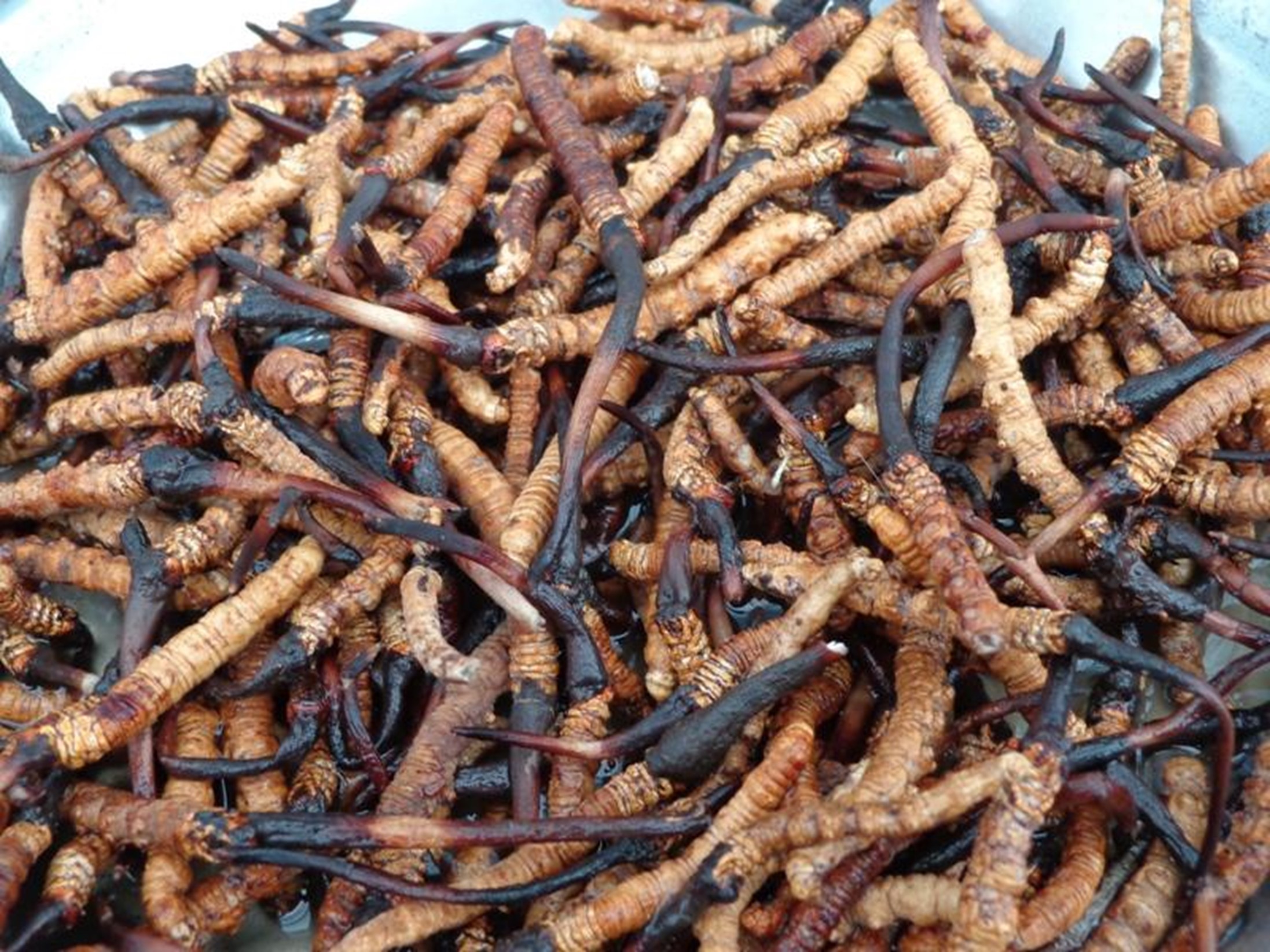 ६४ वर्ष पछि फेला पर्यो अनौठो चरा, आधा मानिस, आधा पंक्षी !