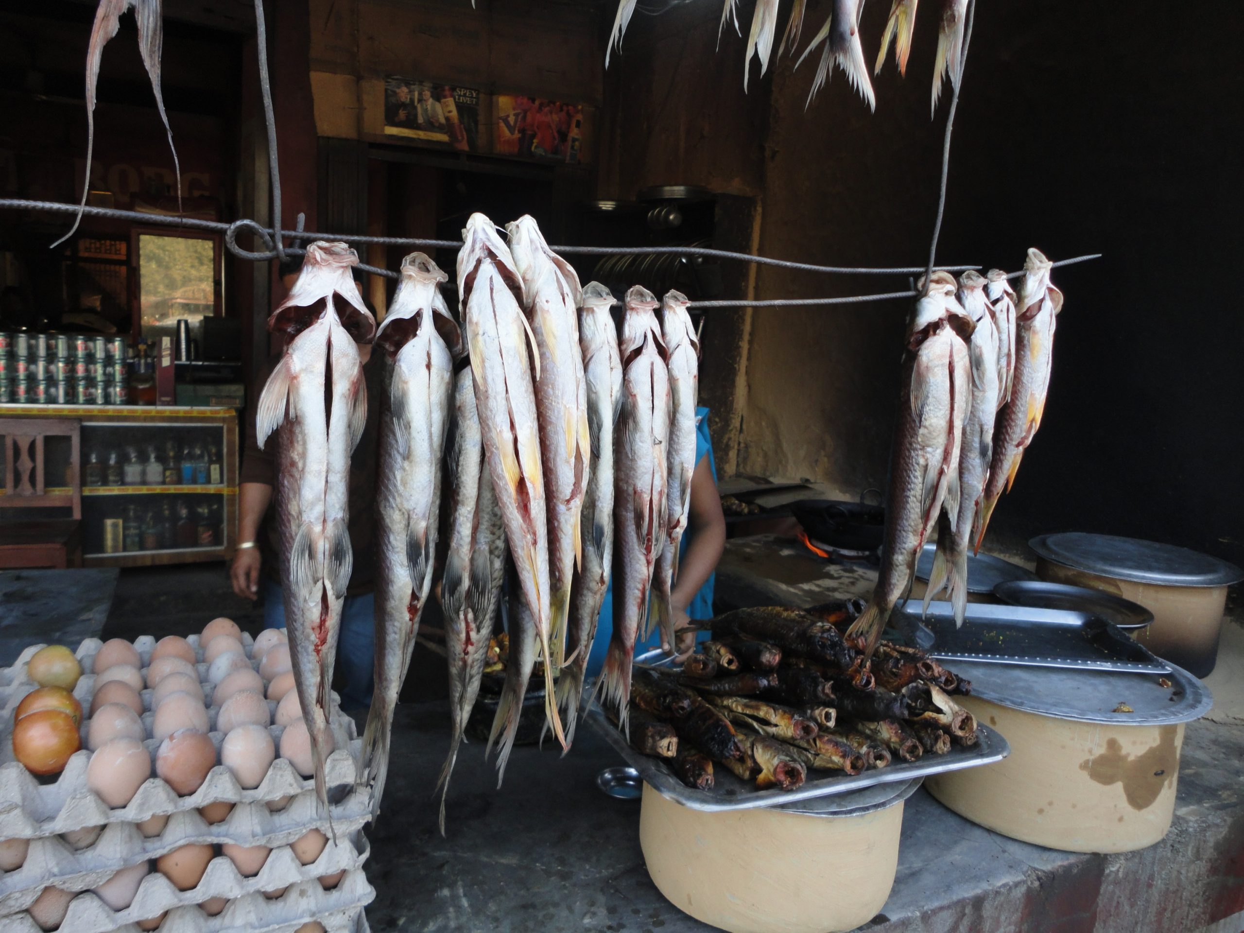 ६४ वर्ष पछि फेला पर्यो अनौठो चरा, आधा मानिस, आधा पंक्षी !