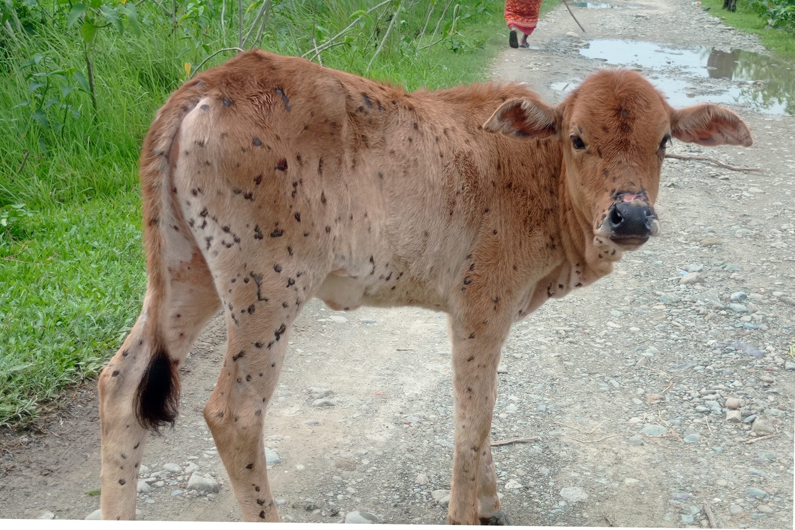 ६४ वर्ष पछि फेला पर्यो अनौठो चरा, आधा मानिस, आधा पंक्षी !