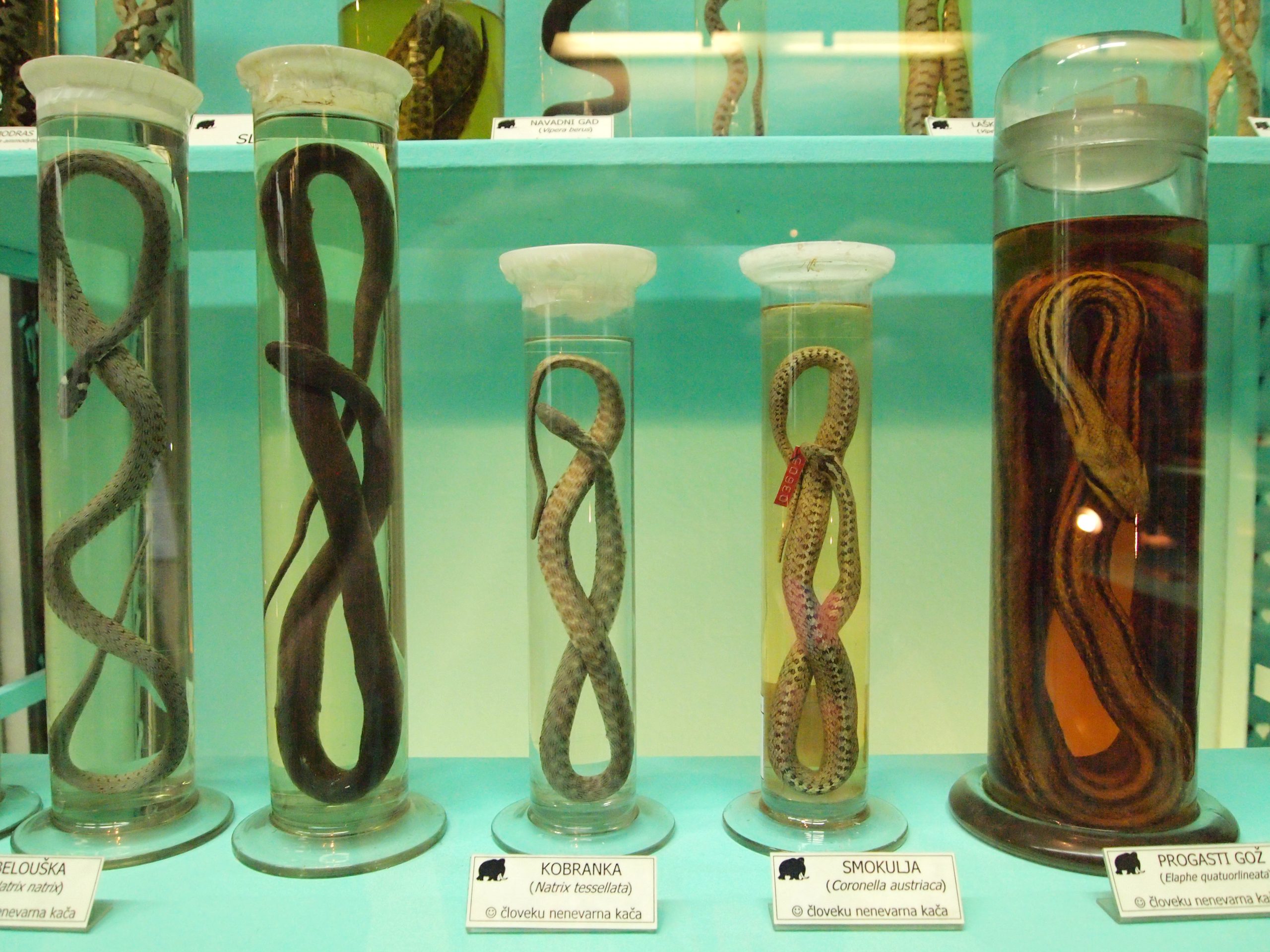 ६४ वर्ष पछि फेला पर्यो अनौठो चरा, आधा मानिस, आधा पंक्षी !