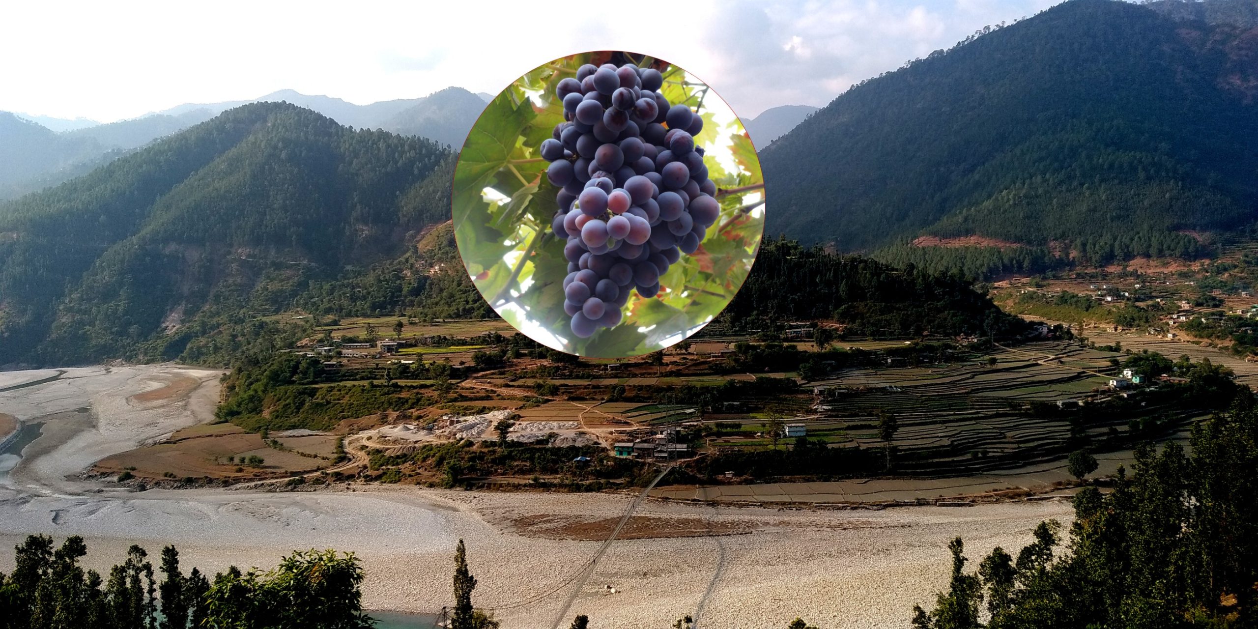 ६४ वर्ष पछि फेला पर्यो अनौठो चरा, आधा मानिस, आधा पंक्षी !