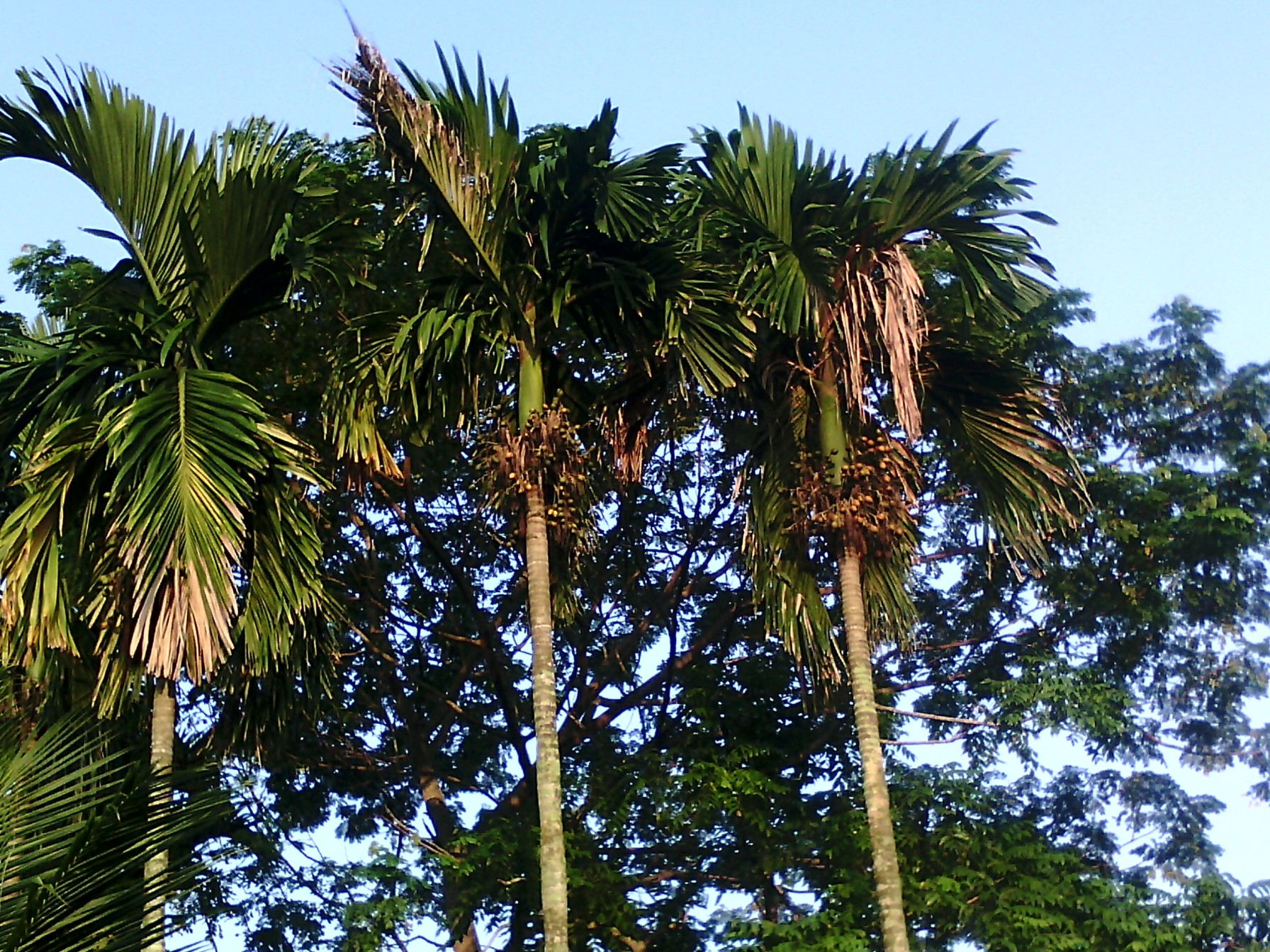 ६४ वर्ष पछि फेला पर्यो अनौठो चरा, आधा मानिस, आधा पंक्षी !