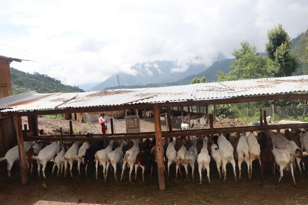 ६४ वर्ष पछि फेला पर्यो अनौठो चरा, आधा मानिस, आधा पंक्षी !