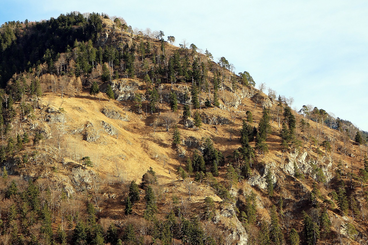 ६४ वर्ष पछि फेला पर्यो अनौठो चरा, आधा मानिस, आधा पंक्षी !