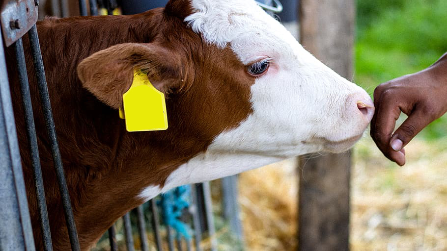 ६४ वर्ष पछि फेला पर्यो अनौठो चरा, आधा मानिस, आधा पंक्षी !