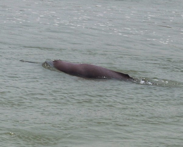 ६४ वर्ष पछि फेला पर्यो अनौठो चरा, आधा मानिस, आधा पंक्षी !