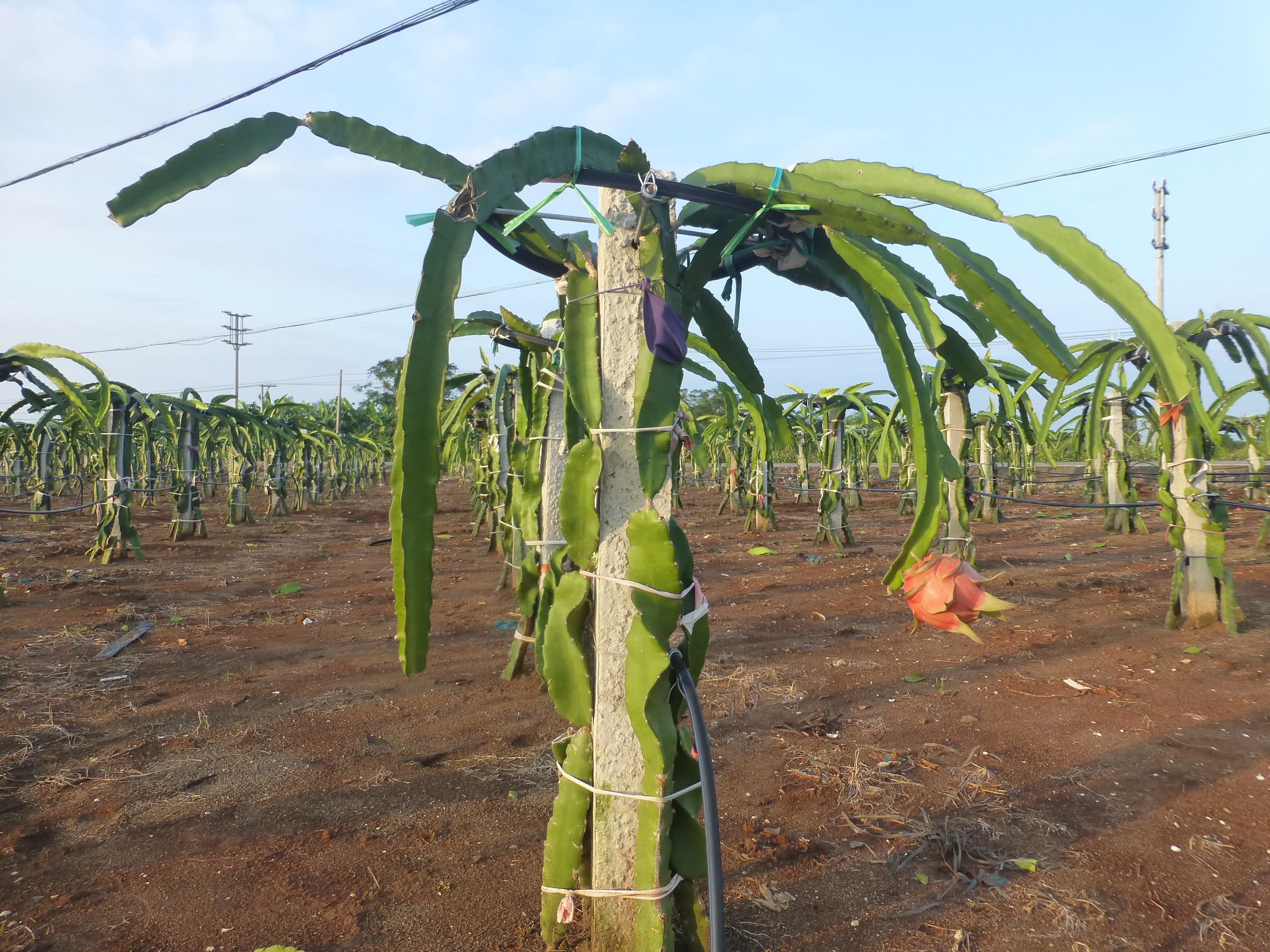 ६४ वर्ष पछि फेला पर्यो अनौठो चरा, आधा मानिस, आधा पंक्षी !