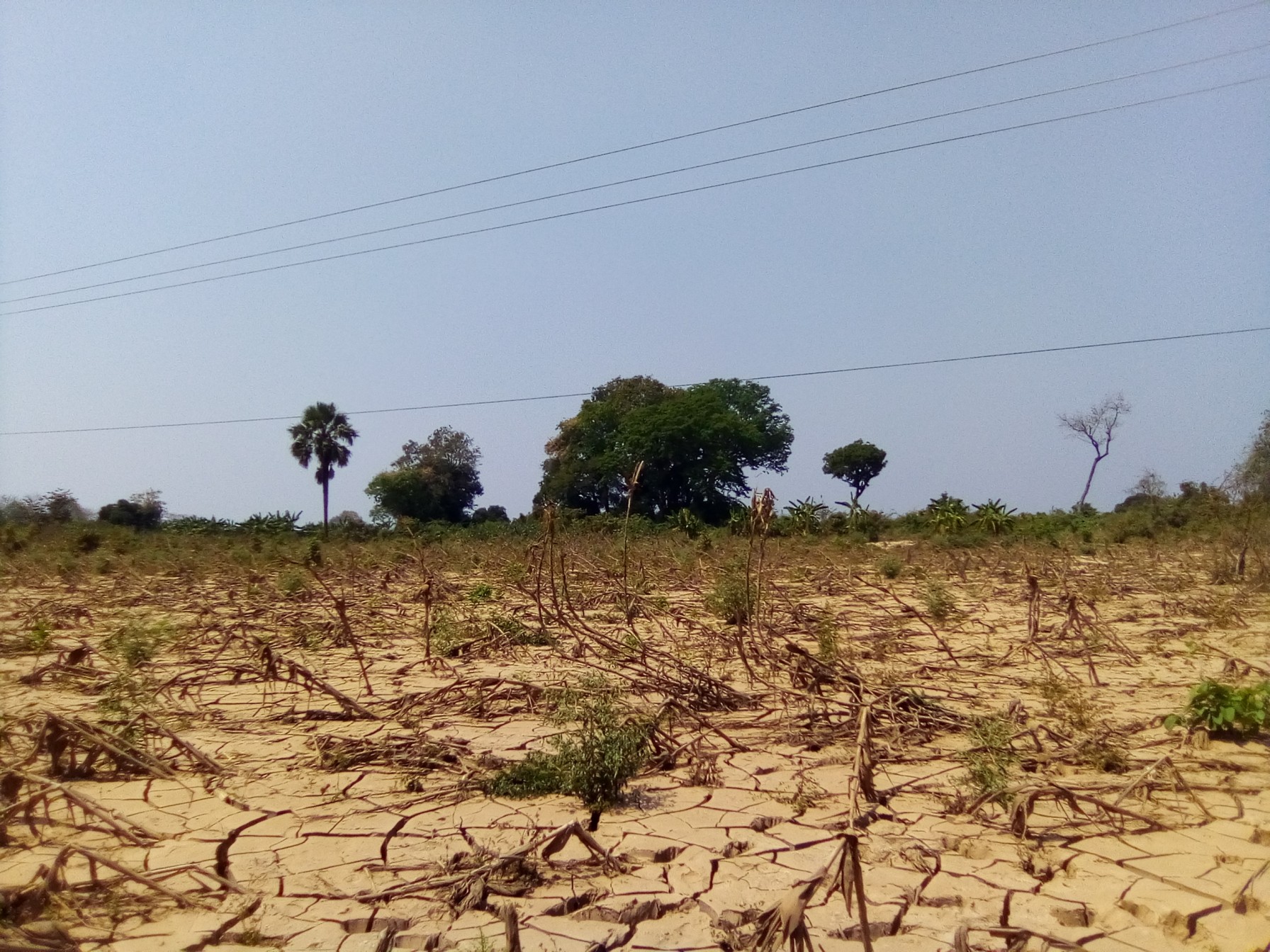 ६४ वर्ष पछि फेला पर्यो अनौठो चरा, आधा मानिस, आधा पंक्षी !