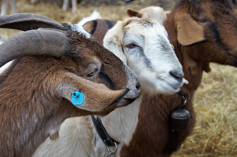 ६४ वर्ष पछि फेला पर्यो अनौठो चरा, आधा मानिस, आधा पंक्षी !