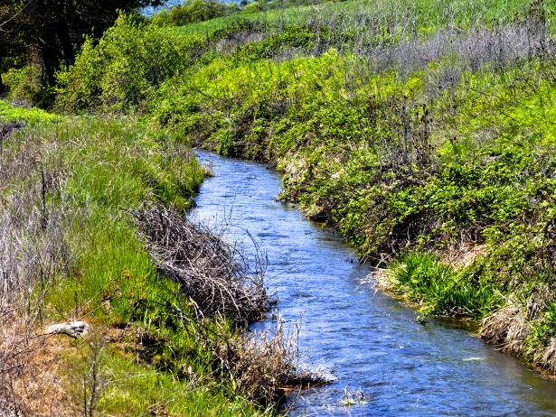 ६४ वर्ष पछि फेला पर्यो अनौठो चरा, आधा मानिस, आधा पंक्षी !