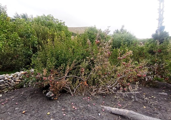 ६४ वर्ष पछि फेला पर्यो अनौठो चरा, आधा मानिस, आधा पंक्षी !