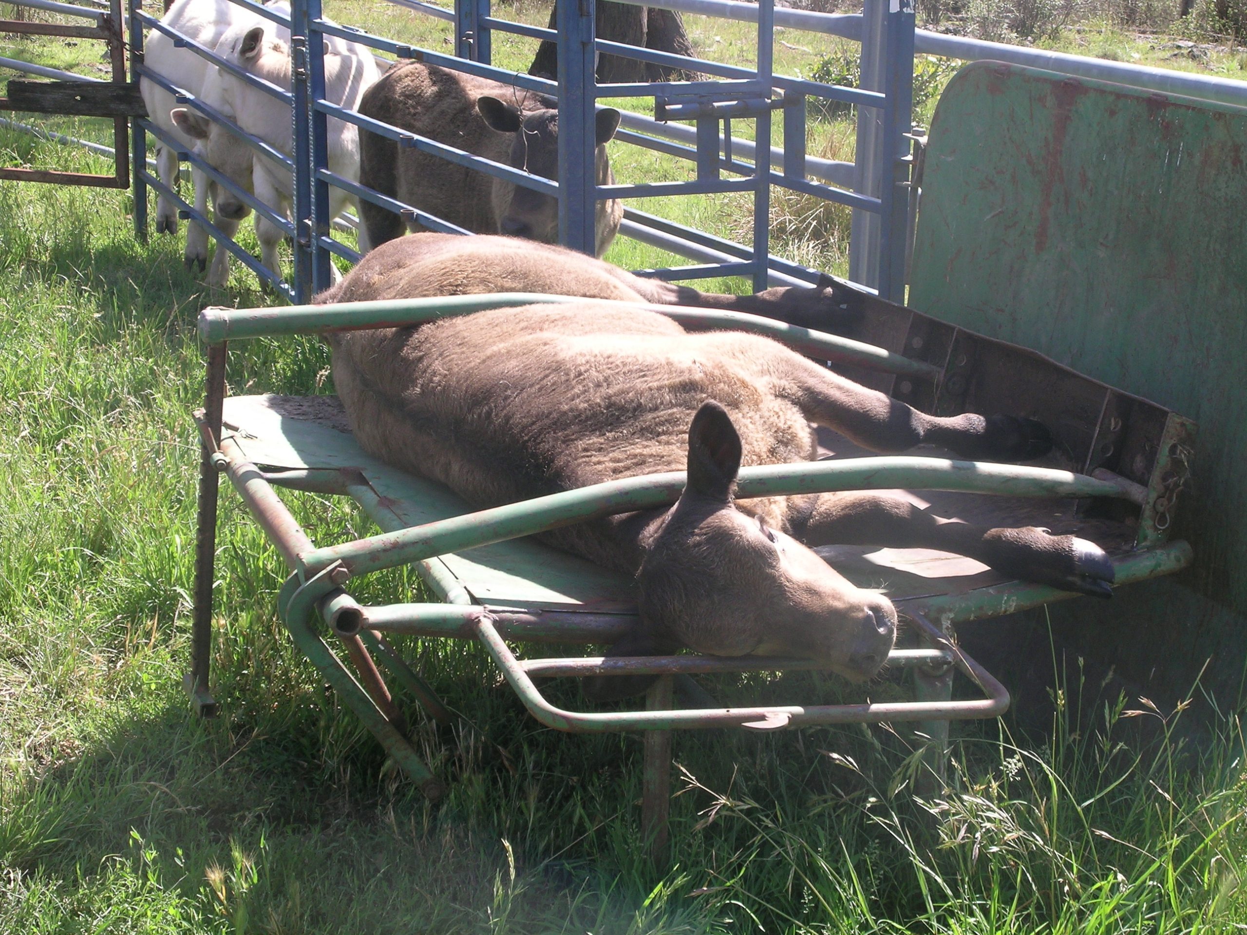 ६४ वर्ष पछि फेला पर्यो अनौठो चरा, आधा मानिस, आधा पंक्षी !