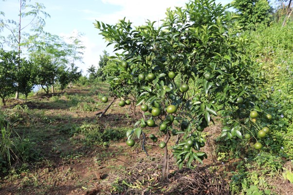 ६४ वर्ष पछि फेला पर्यो अनौठो चरा, आधा मानिस, आधा पंक्षी !