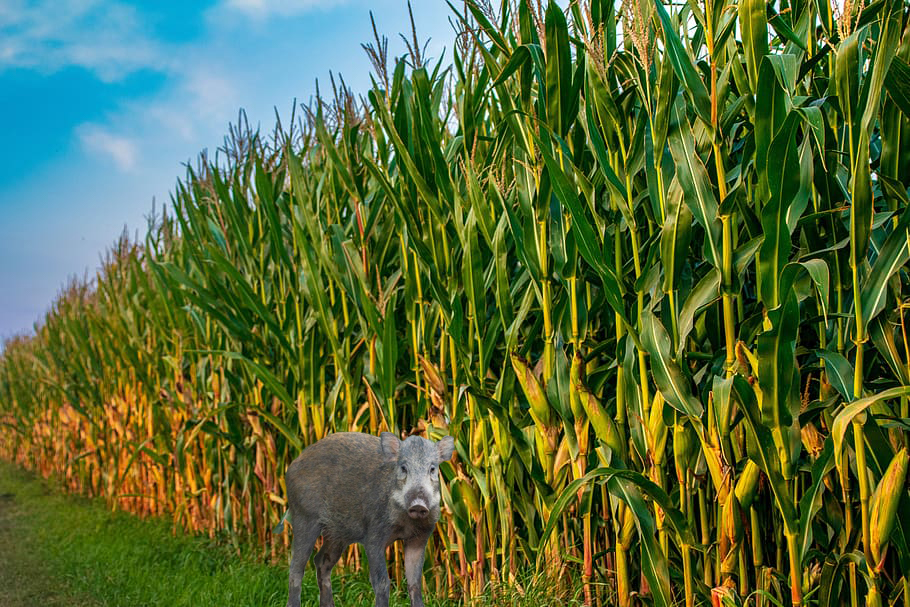 ६४ वर्ष पछि फेला पर्यो अनौठो चरा, आधा मानिस, आधा पंक्षी !