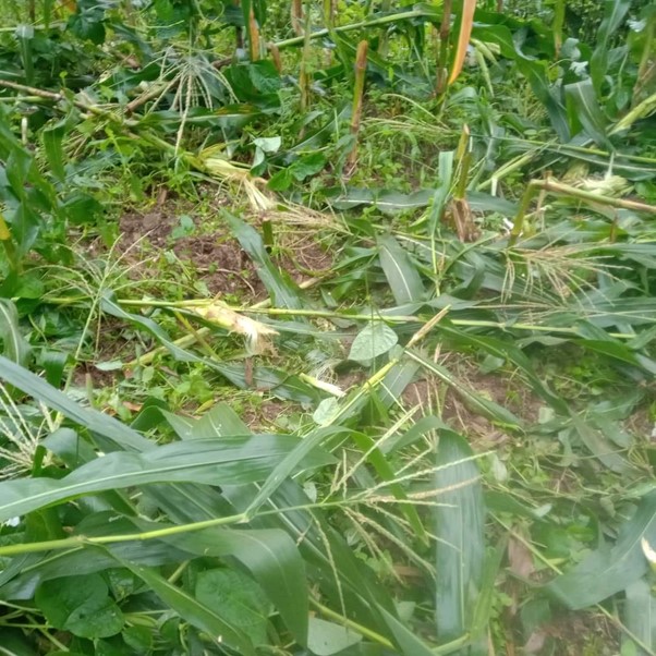 ६४ वर्ष पछि फेला पर्यो अनौठो चरा, आधा मानिस, आधा पंक्षी !