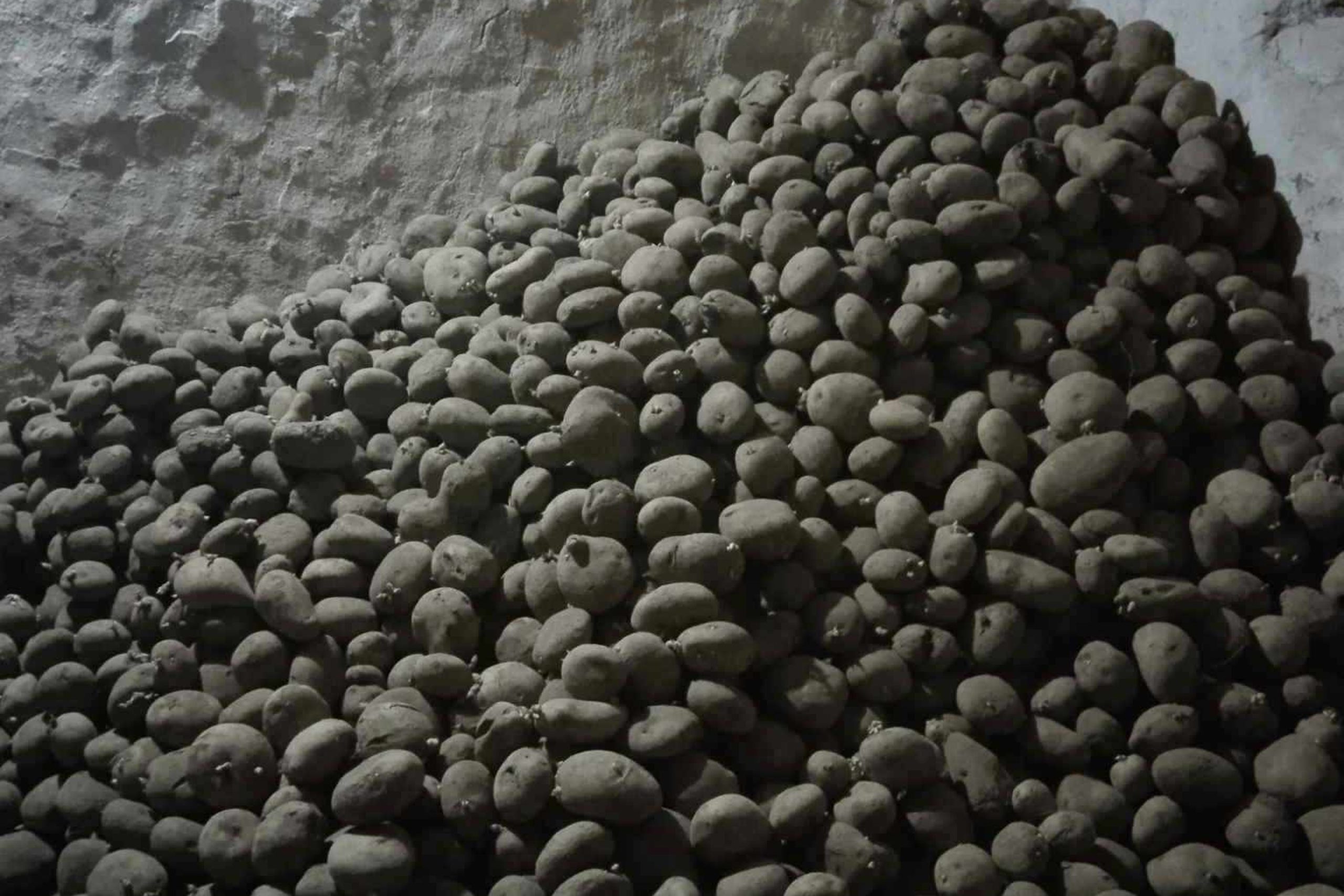 ६४ वर्ष पछि फेला पर्यो अनौठो चरा, आधा मानिस, आधा पंक्षी !