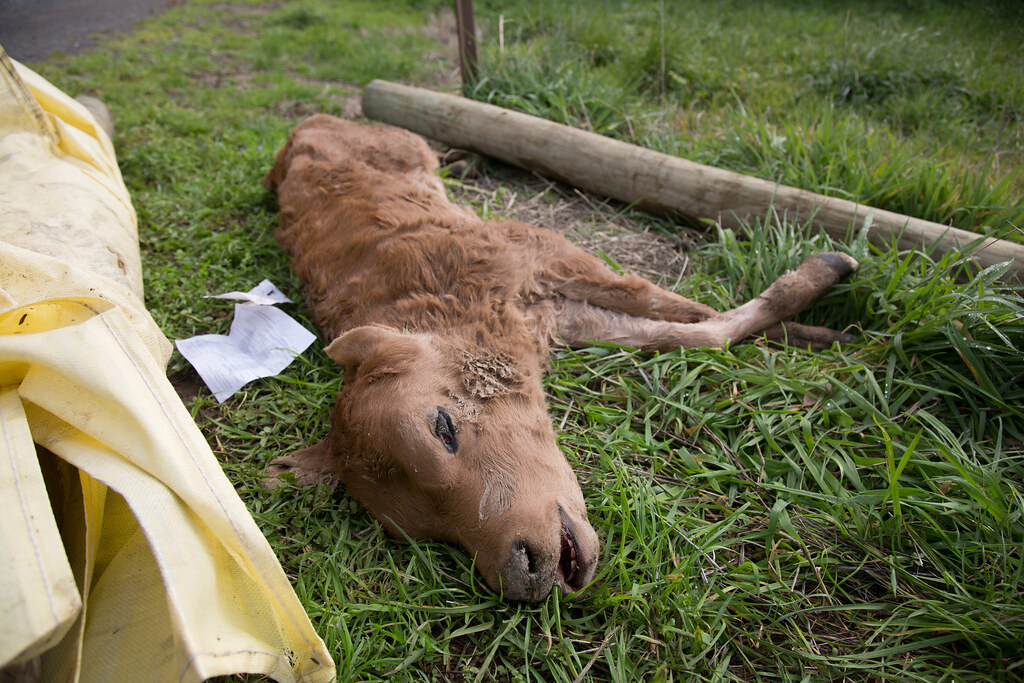 ६४ वर्ष पछि फेला पर्यो अनौठो चरा, आधा मानिस, आधा पंक्षी !