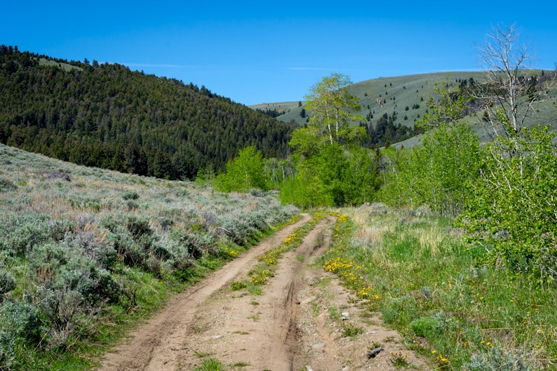 ६४ वर्ष पछि फेला पर्यो अनौठो चरा, आधा मानिस, आधा पंक्षी !