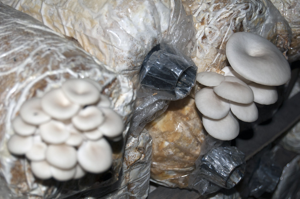 ६४ वर्ष पछि फेला पर्यो अनौठो चरा, आधा मानिस, आधा पंक्षी !