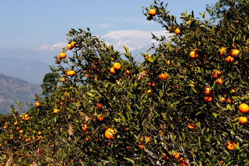 ६४ वर्ष पछि फेला पर्यो अनौठो चरा, आधा मानिस, आधा पंक्षी !