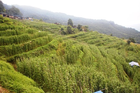 ६४ वर्ष पछि फेला पर्यो अनौठो चरा, आधा मानिस, आधा पंक्षी !