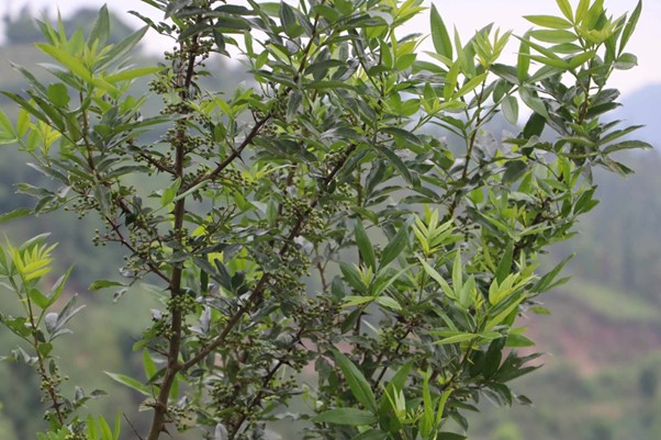 ६४ वर्ष पछि फेला पर्यो अनौठो चरा, आधा मानिस, आधा पंक्षी !