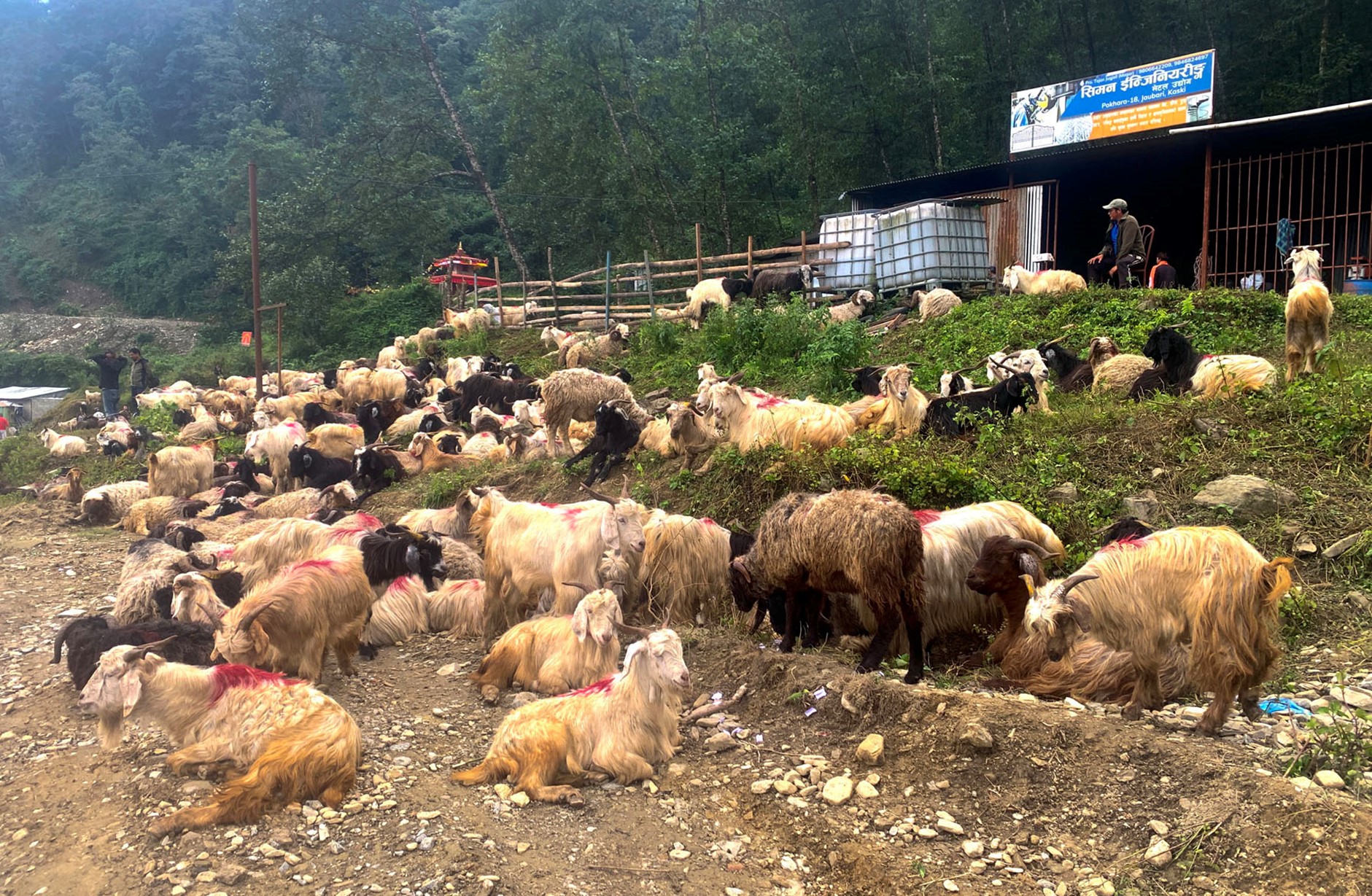 ६४ वर्ष पछि फेला पर्यो अनौठो चरा, आधा मानिस, आधा पंक्षी !