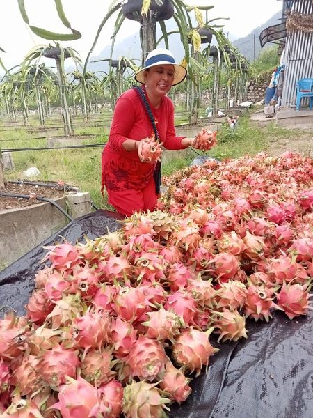 ६४ वर्ष पछि फेला पर्यो अनौठो चरा, आधा मानिस, आधा पंक्षी !