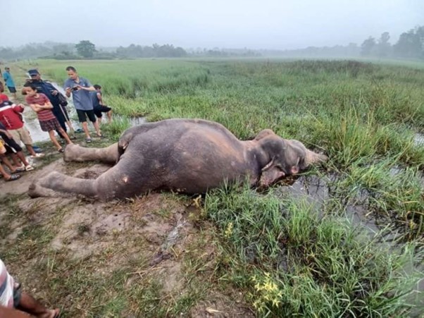 ६४ वर्ष पछि फेला पर्यो अनौठो चरा, आधा मानिस, आधा पंक्षी !